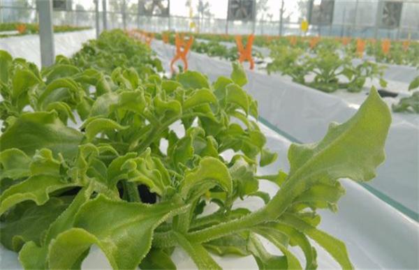冰草种植技术