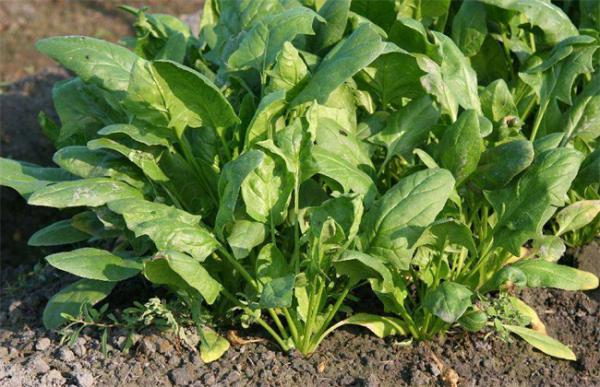 菠菜的施肥方法