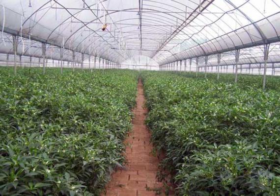 大棚蔬菜种植技术