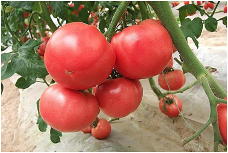番茄白粉病的症状有哪些 如何防治番茄白粉病