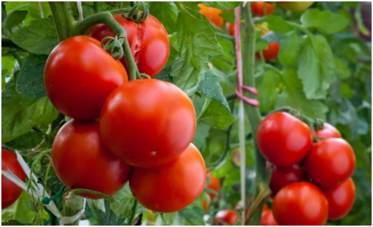 西红柿什么时候施肥比较好 施肥规律有哪些