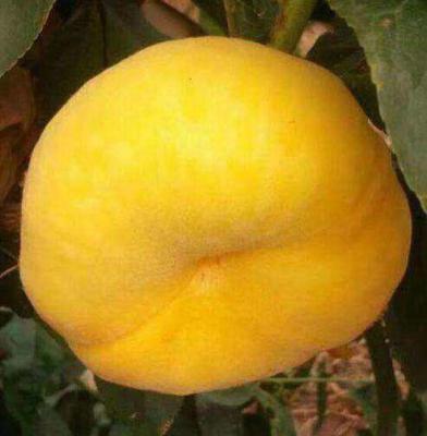 中蟠12号蟠桃品种简介