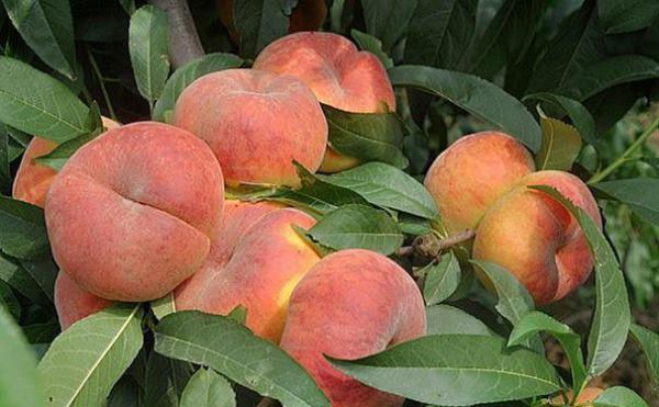 中蟠13号蟠桃品种简介