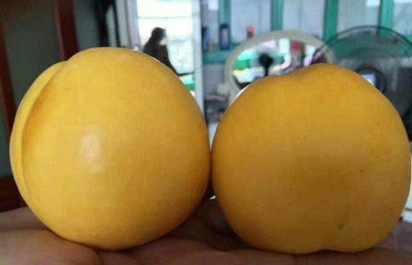 中油金缘油桃品种简介