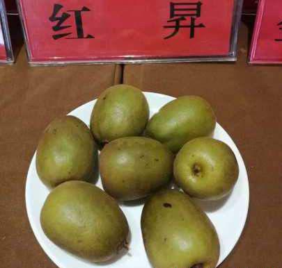 红昇猕猴桃品种好不好？
