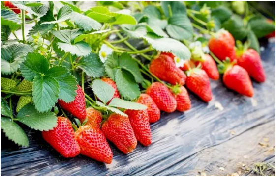 大棚草莓种植技术与管理方法 大棚草莓种植要点