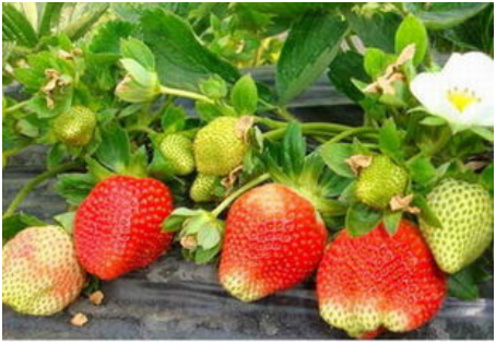 草莓施肥需要注意哪些方面呢？