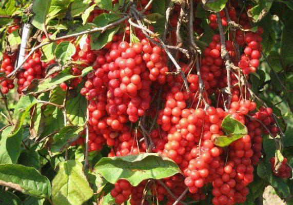 种植五味子如何施基肥?