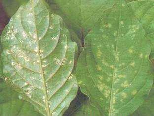 种植牛膝如何防治病虫害？