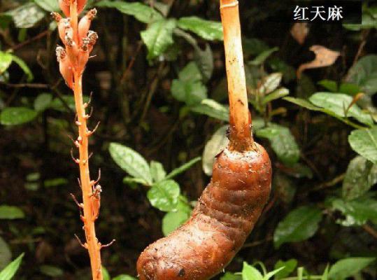 天麻的品种有哪些？