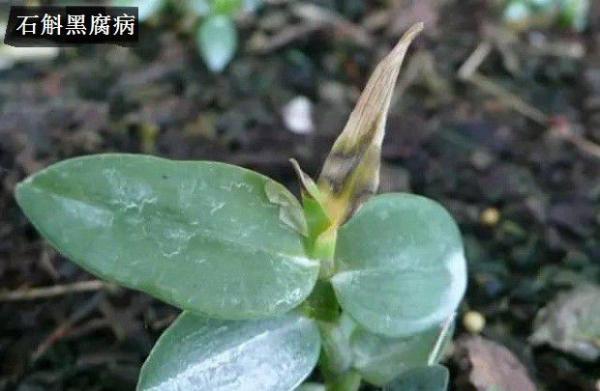 种植石斛如何防治病害发生？