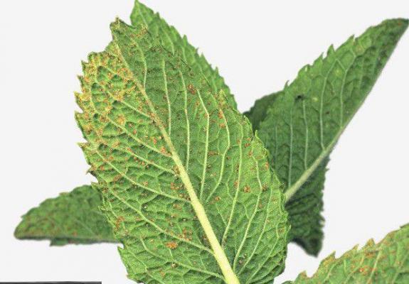 一,薄荷锈病薄荷锈病为为担子菌病害.