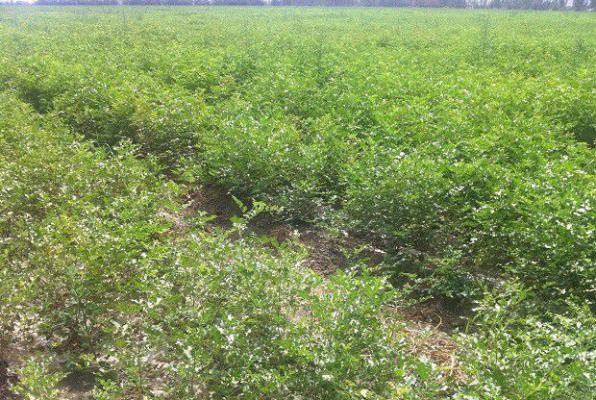 种植甘草需要怎么样的环境条件?