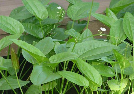 泽泻有哪些品种?