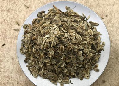 种植当归如何留种?